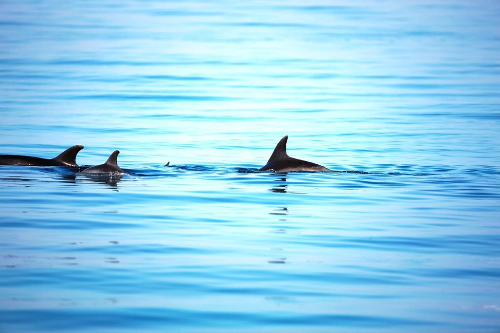 โมเวนพิค รีสอร์ต เอล ซอคนา Hotel ไอน์ ซกนา ภายนอก รูปภาพ Spinner dolphins